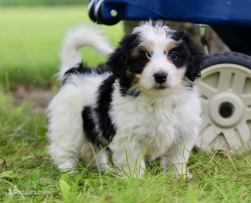 Skye  – Miniature Bernedoodle puppy for sale in Saint Joe, IN