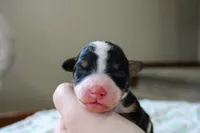 Ranger, a male Bernedoodle and Miniature Bernedoodle for sale in Saint Joe, IN – Photo 3 of 4