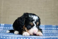 Ranger, a male Bernedoodle and Miniature Bernedoodle for sale in Saint Joe, IN – Photo 7 of 7