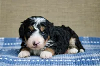 Ranger, a male Bernedoodle and Miniature Bernedoodle for sale in Saint Joe, IN – Photo 3 of 7