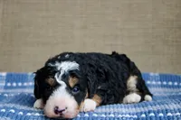 Ranger, a male Bernedoodle and Miniature Bernedoodle for sale in Saint Joe, IN – Photo 4 of 7