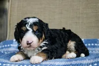 Ranger, a male Bernedoodle and Miniature Bernedoodle for sale in Saint Joe, IN – Photo 2 of 7