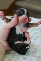 Ranger, a male Bernedoodle and Miniature Bernedoodle for sale in Saint Joe, IN – Photo 4 of 4