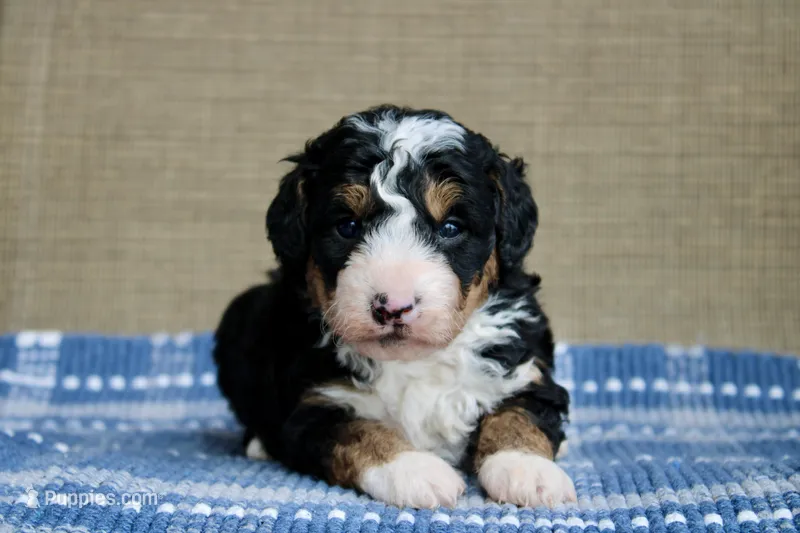 Ranger – Bernedoodle, Miniature Bernedoodle puppy for sale in Saint Joe, IN