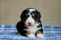 Ranger, a male Bernedoodle and Miniature Bernedoodle for sale in Saint Joe, IN – Photo 1 of 7