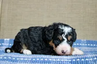 Ranger, a male Bernedoodle and Miniature Bernedoodle for sale in Saint Joe, IN – Photo 6 of 7