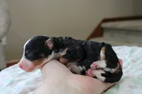 Ranger, a male Bernedoodle and Miniature Bernedoodle for sale in Saint Joe, IN – Photo 2 of 4
