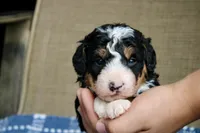 Ranger, a male Bernedoodle and Miniature Bernedoodle for sale in Saint Joe, IN – Photo 5 of 7