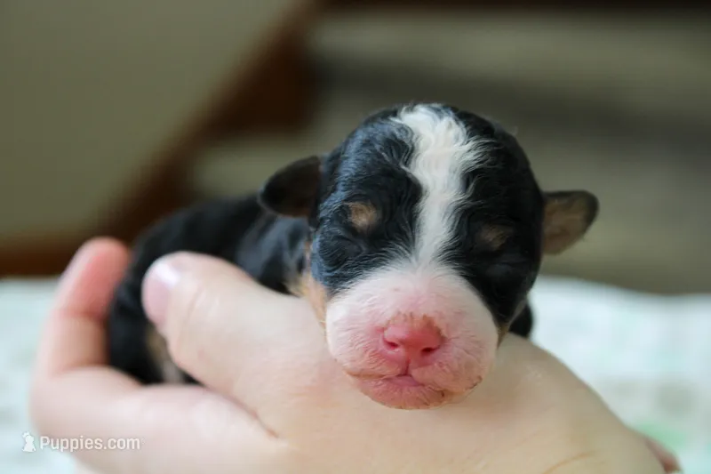Ranger – Bernedoodle, Miniature Bernedoodle puppy for sale in Saint Joe, IN