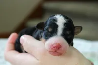 Ranger, a male Bernedoodle and Miniature Bernedoodle for sale in Saint Joe, IN – Photo 1 of 4