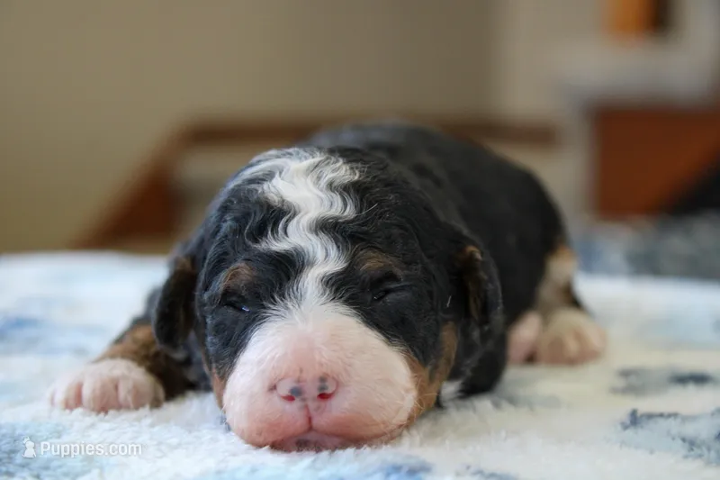 Ranger – Bernedoodle, Miniature Bernedoodle puppy for sale in Saint Joe, IN