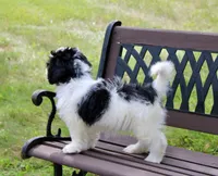 Skye , a female Miniature Bernedoodle for sale in Saint Joe, IN – 7 of 10