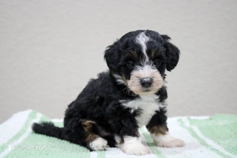 Sawyer – Miniature Bernedoodle puppy for sale in Saint Joe, IN