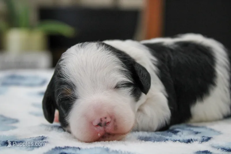 Tilly – Miniature Bernedoodle puppy for sale in Saint Joe, IN