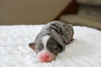 Rowdy, a male Bernedoodle and Miniature Bernedoodle for sale in Saint Joe, IN – Photo 2 of 4