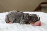 Rowdy, a male Bernedoodle and Miniature Bernedoodle for sale in Saint Joe, IN – Photo 3 of 4