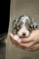 Rowdy, a male Bernedoodle and Miniature Bernedoodle for sale in Saint Joe, IN – Photo 8 of 10