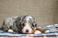 Rowdy, a male Bernedoodle and Miniature Bernedoodle for sale in Saint Joe, IN – Photo 10 of 10
