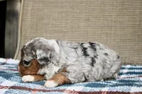 Rowdy, a male Bernedoodle and Miniature Bernedoodle for sale in Saint Joe, IN – Photo 9 of 10