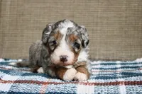 Rowdy, a male Bernedoodle and Miniature Bernedoodle for sale in Saint Joe, IN – Photo 3 of 10