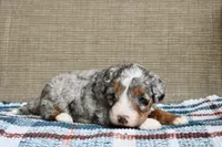 Rowdy, a male Bernedoodle and Miniature Bernedoodle for sale in Saint Joe, IN – Photo 7 of 10