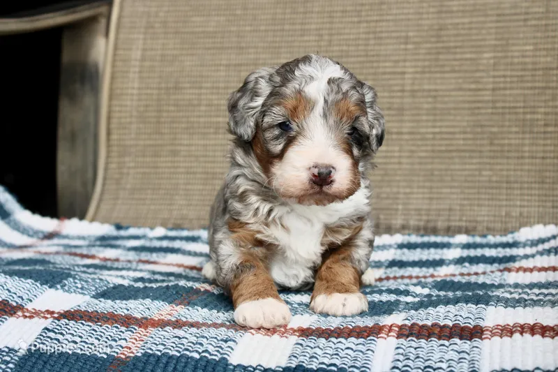 Rowdy – Bernedoodle, Miniature Bernedoodle puppy for sale in Saint Joe, IN