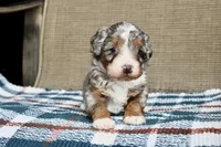 Rowdy, a male Bernedoodle and Miniature Bernedoodle for sale in Saint Joe, IN – Photo 1 of 10