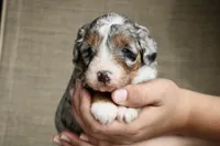 Rowdy, a male Bernedoodle and Miniature Bernedoodle for sale in Saint Joe, IN – Photo 4 of 10