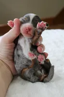 Rowdy, a male Bernedoodle and Miniature Bernedoodle for sale in Saint Joe, IN – Photo 4 of 4