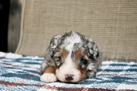 Rowdy, a male Bernedoodle and Miniature Bernedoodle for sale in Saint Joe, IN – Photo 6 of 10