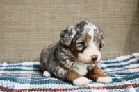 Rowdy, a male Bernedoodle and Miniature Bernedoodle for sale in Saint Joe, IN – Photo 5 of 10