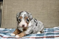 Rowdy, a male Bernedoodle and Miniature Bernedoodle for sale in Saint Joe, IN – Photo 2 of 10