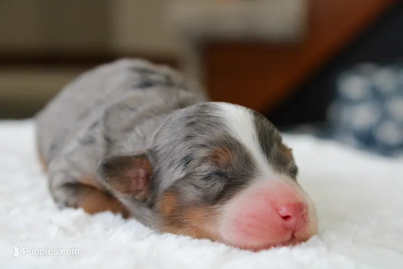 Rowdy – Bernedoodle, Miniature Bernedoodle puppy for sale in Saint Joe, IN