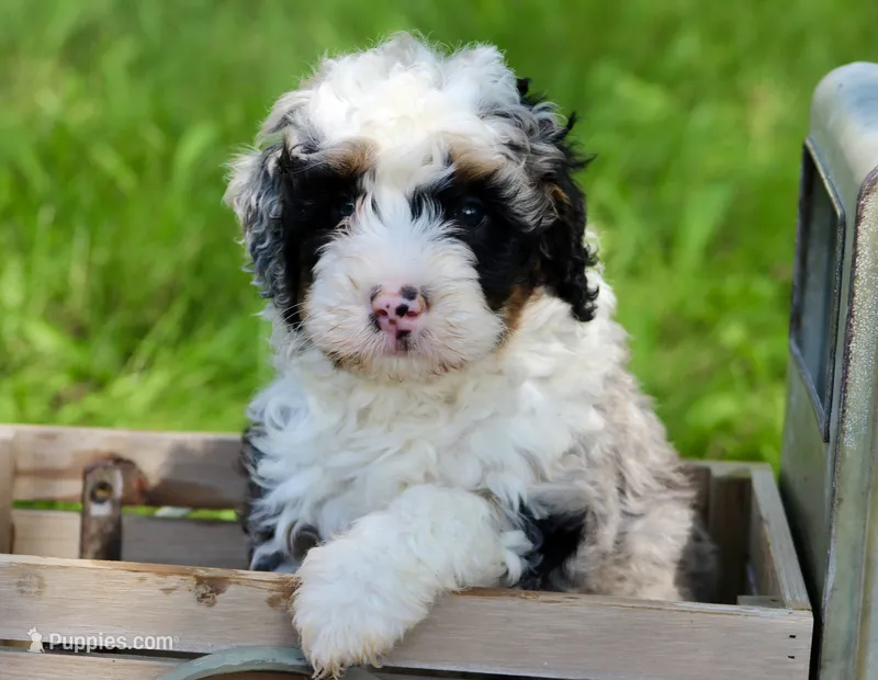 Scottie – Miniature Bernedoodle puppy for sale in Saint Joe, IN
