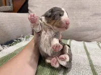 Prince-Multigen, a male Miniature Bernedoodle for sale in Saint Joe, IN – Photo 5 of 6