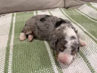 Prince-Multigen, a male Miniature Bernedoodle for sale in Saint Joe, IN – Photo 4 of 6