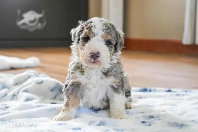 Prince-Multigen – Miniature Bernedoodle puppy for sale in Saint Joe, IN