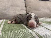 Prince-Multigen, a male Miniature Bernedoodle for sale in Saint Joe, IN – Photo 2 of 6