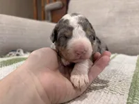 Prince-Multigen, a male Miniature Bernedoodle for sale in Saint Joe, IN – Photo 1 of 6