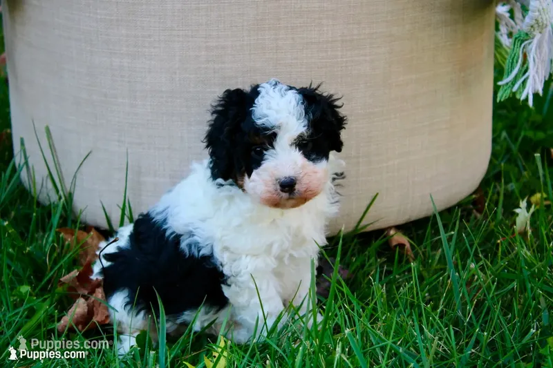 Theodora – Miniature Bernedoodle puppy for sale in Saint Joe, IN