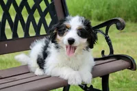 Skye , a female Miniature Bernedoodle for sale in Saint Joe, IN – 3 of 10