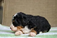 Rocky, a male Bernedoodle and Miniature Bernedoodle for sale in Saint Joe, IN – Photo 6 of 6