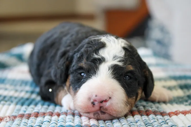 Rocky – Bernedoodle, Miniature Bernedoodle puppy for sale in Saint Joe, IN