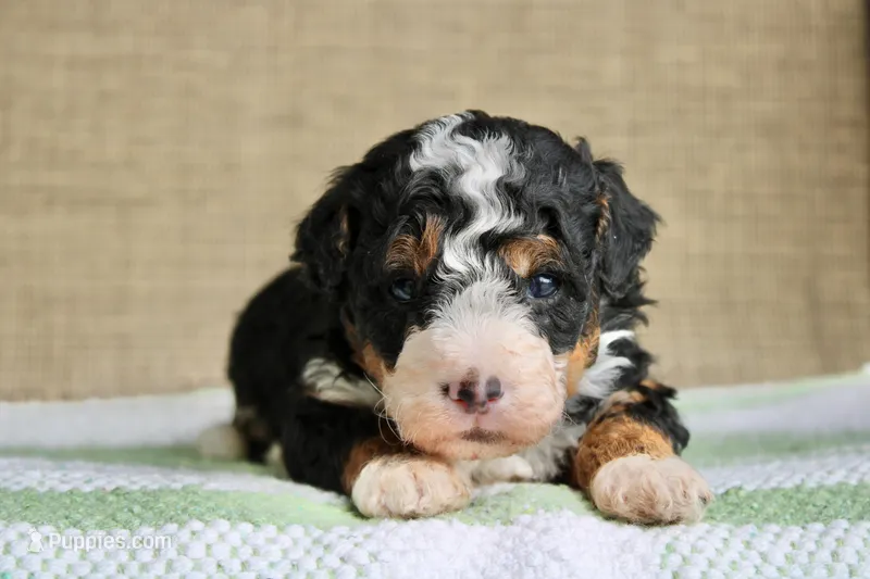 Rocky – Bernedoodle, Miniature Bernedoodle puppy for sale in Saint Joe, IN