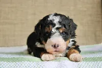 Rocky, a male Bernedoodle and Miniature Bernedoodle for sale in Saint Joe, IN – Photo 1 of 6