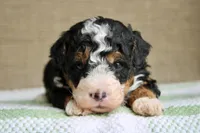 Rocky, a male Bernedoodle and Miniature Bernedoodle for sale in Saint Joe, IN – Photo 2 of 6