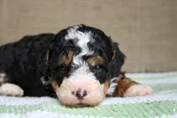Rocky, a male Bernedoodle and Miniature Bernedoodle for sale in Saint Joe, IN – Photo 5 of 6