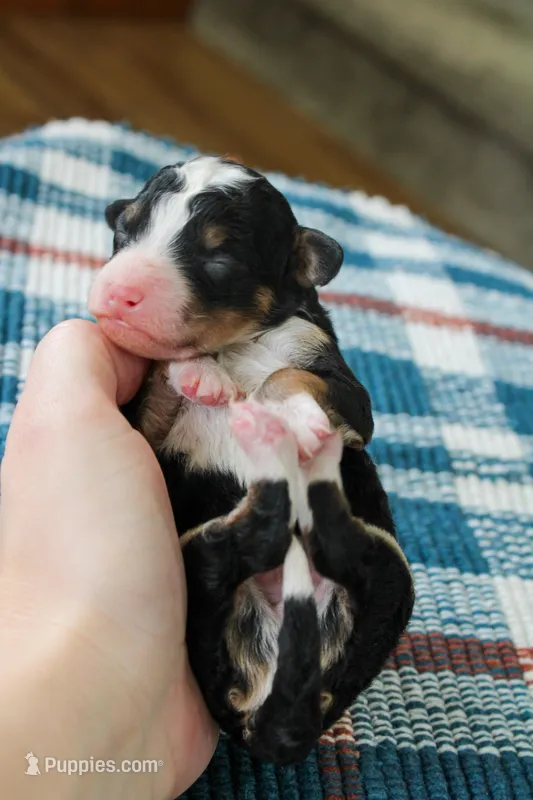 Rocky – Bernedoodle, Miniature Bernedoodle puppy for sale in Saint Joe, IN