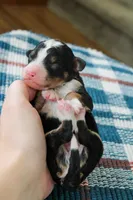Rocky, a male Bernedoodle and Miniature Bernedoodle for sale in Saint Joe, IN – Photo 1 of 4