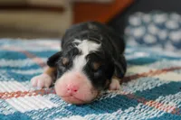 Rocky, a male Bernedoodle and Miniature Bernedoodle for sale in Saint Joe, IN – Photo 3 of 4